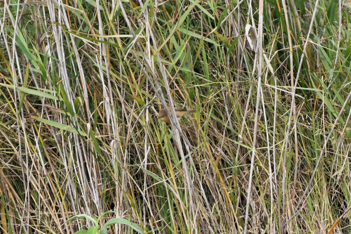Australian Reed Warbler - ML620814922