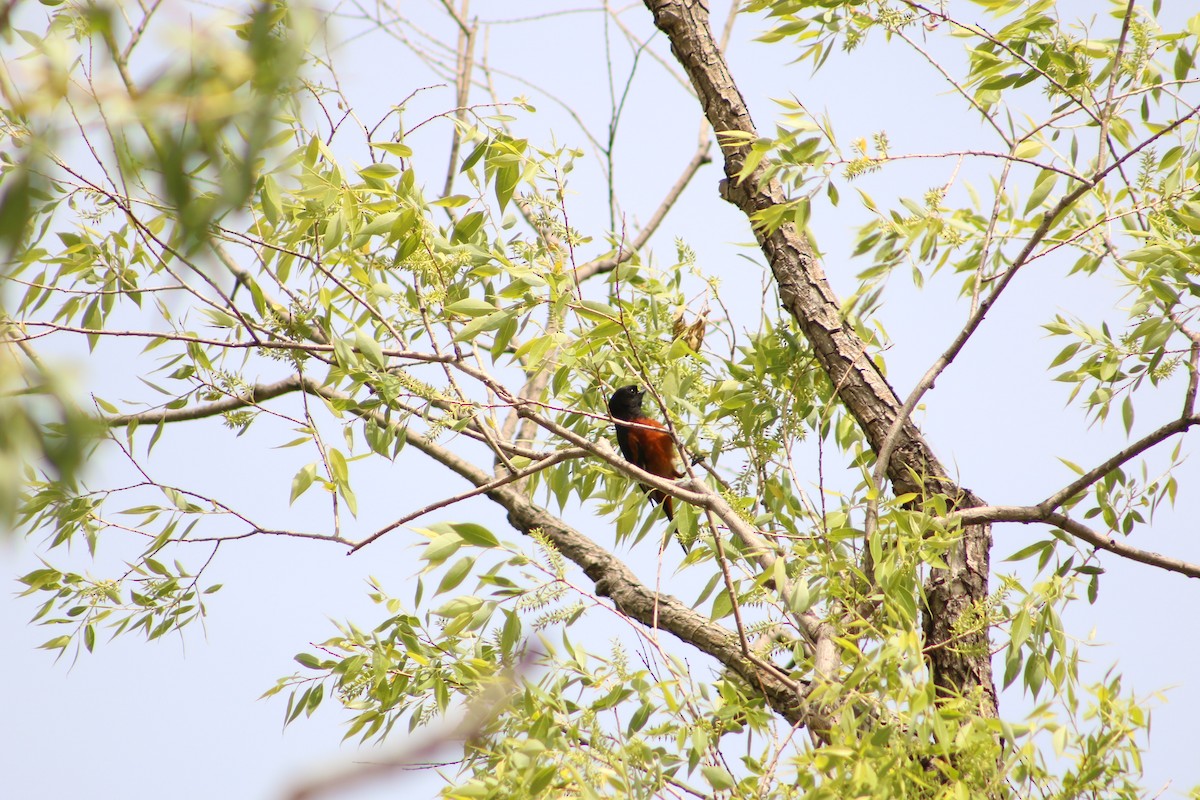 Orchard Oriole - ML620814936