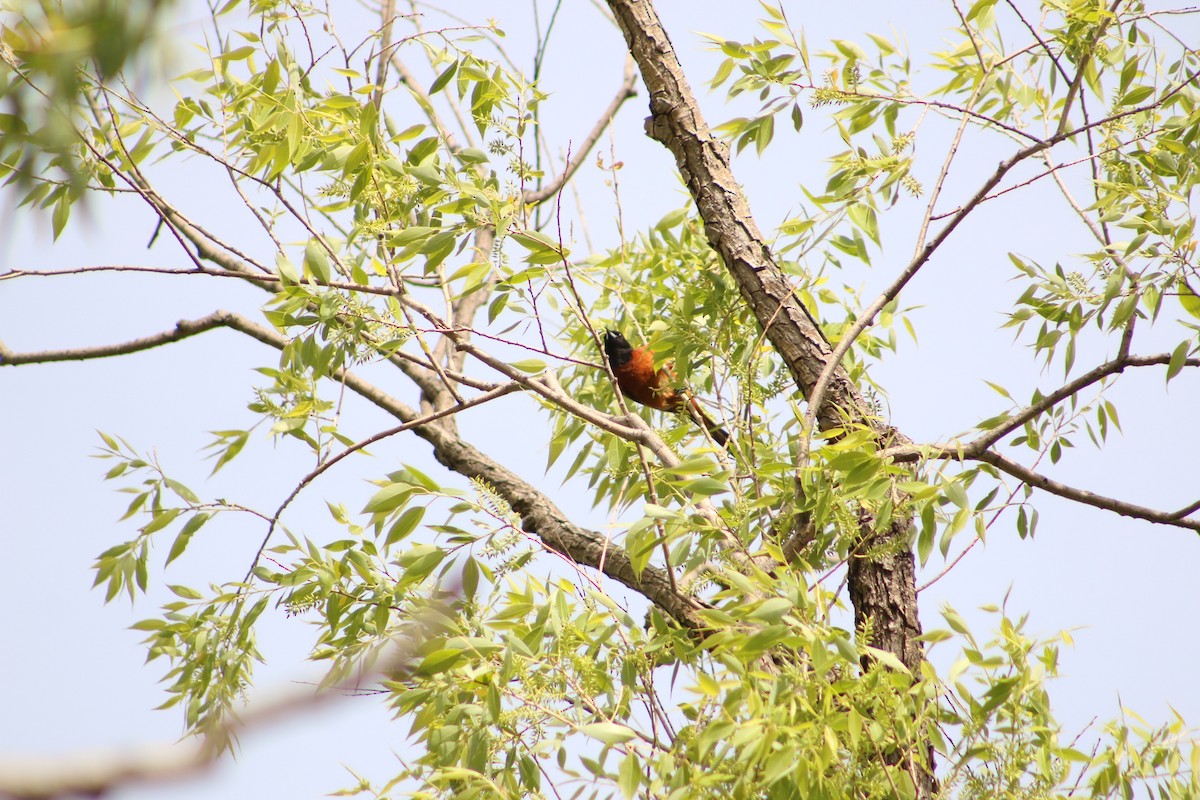 Orchard Oriole - ML620814938