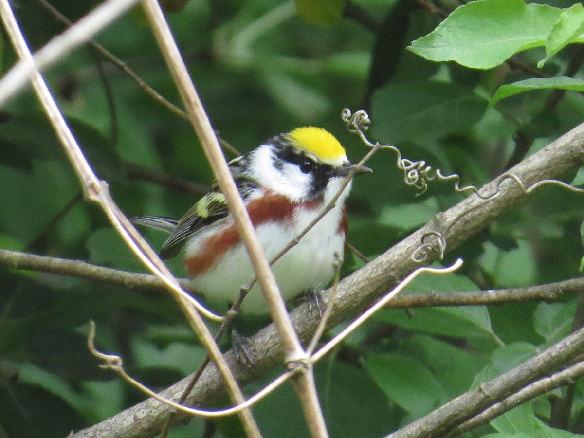 Chestnut-sided Warbler - ML620814943