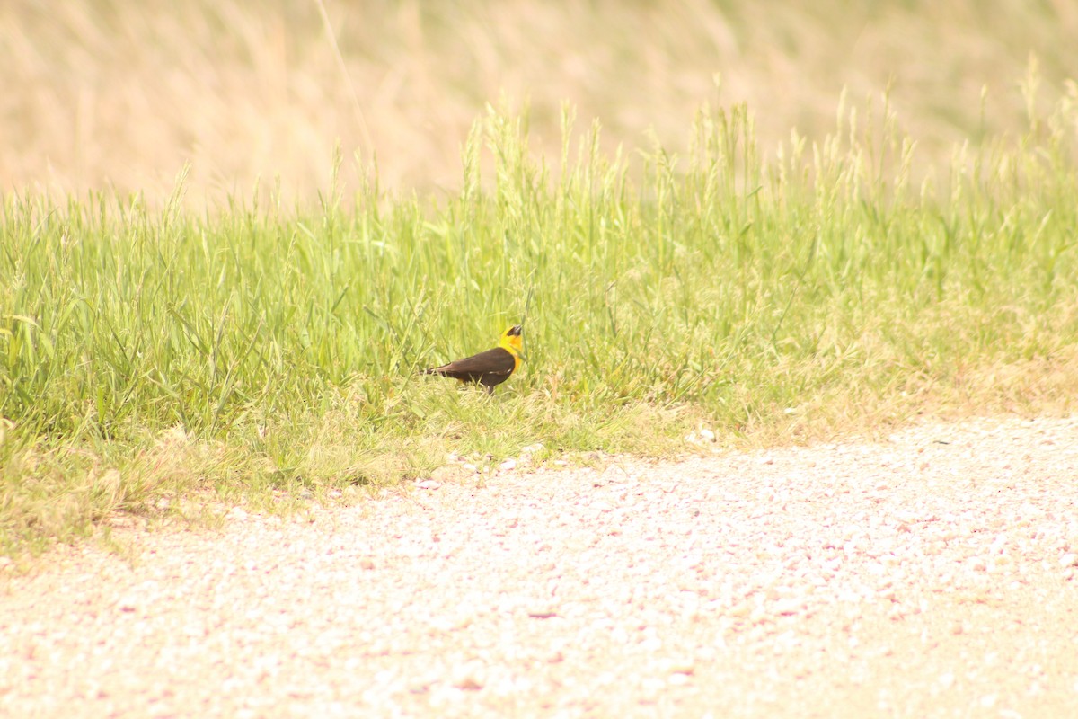 Yellow-headed Blackbird - ML620814945