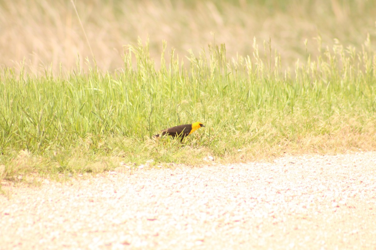 Yellow-headed Blackbird - ML620814946