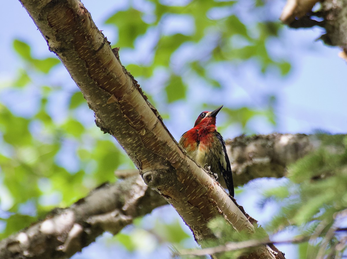 Red-breasted Sapsucker - ML620814980