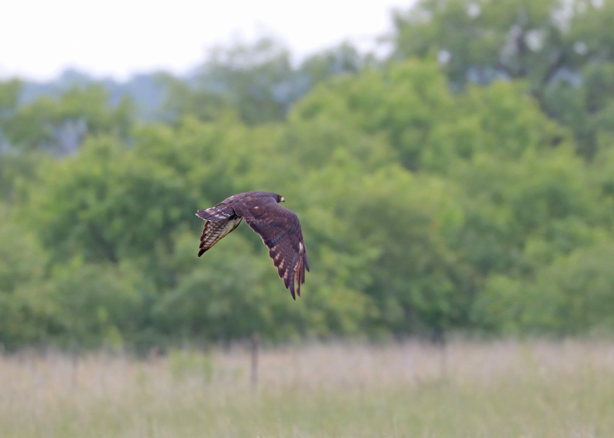 Zone-tailed Hawk - Noreen Baker