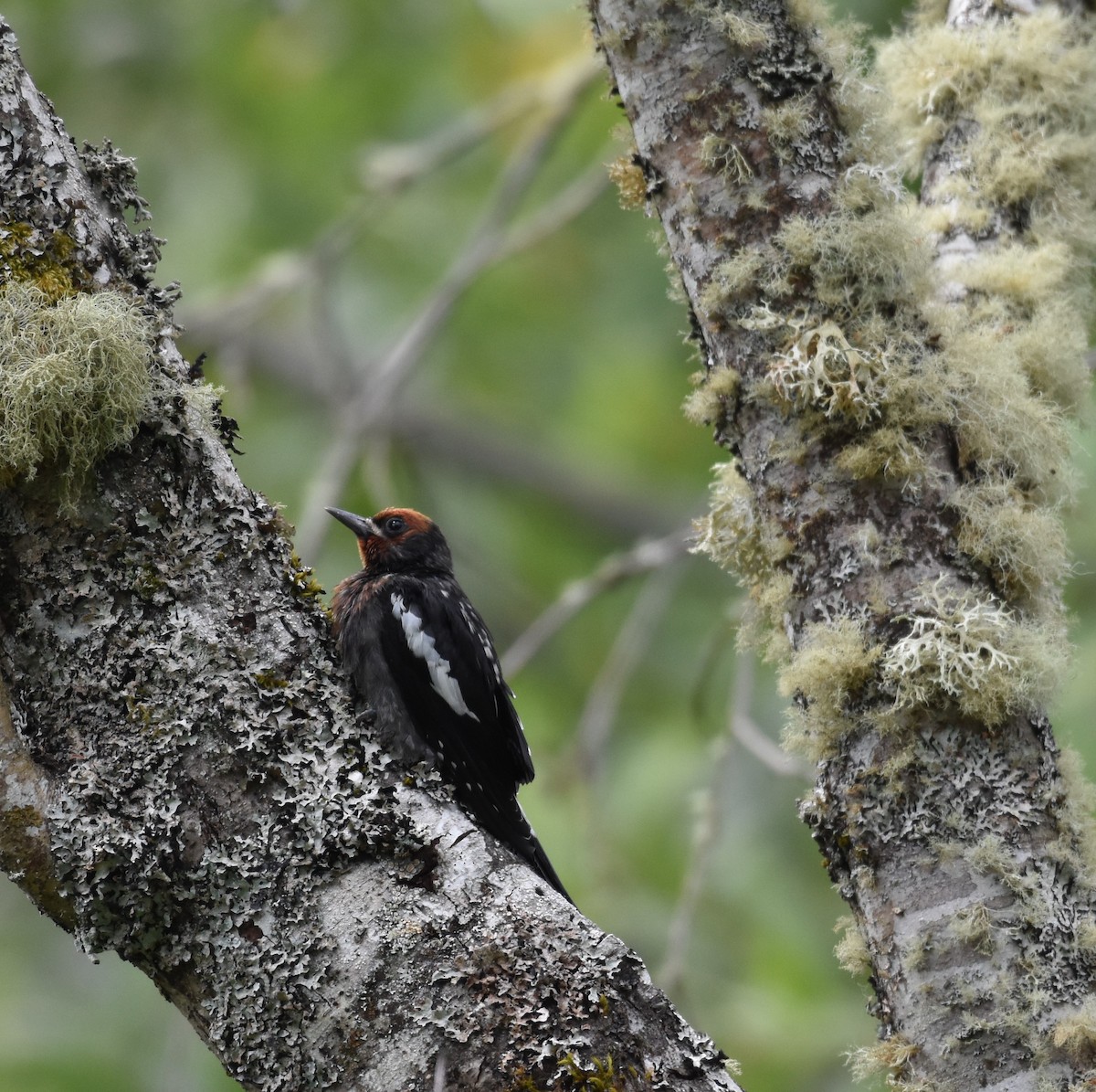 Red-breasted Sapsucker - ML620815006