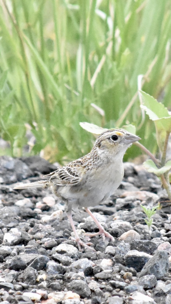 Grasshopper Sparrow - ML620815019