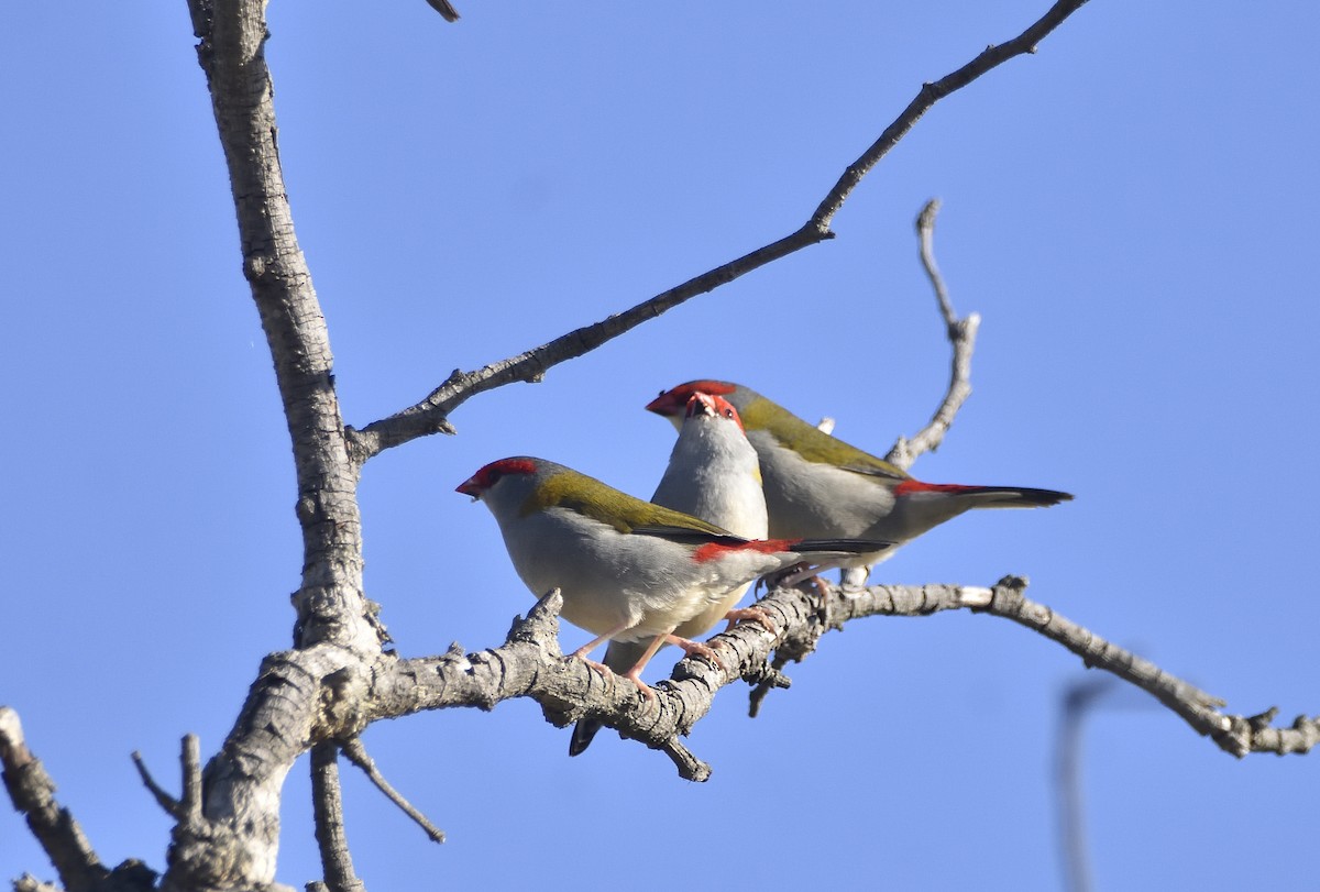 Red-browed Firetail - ML620815032