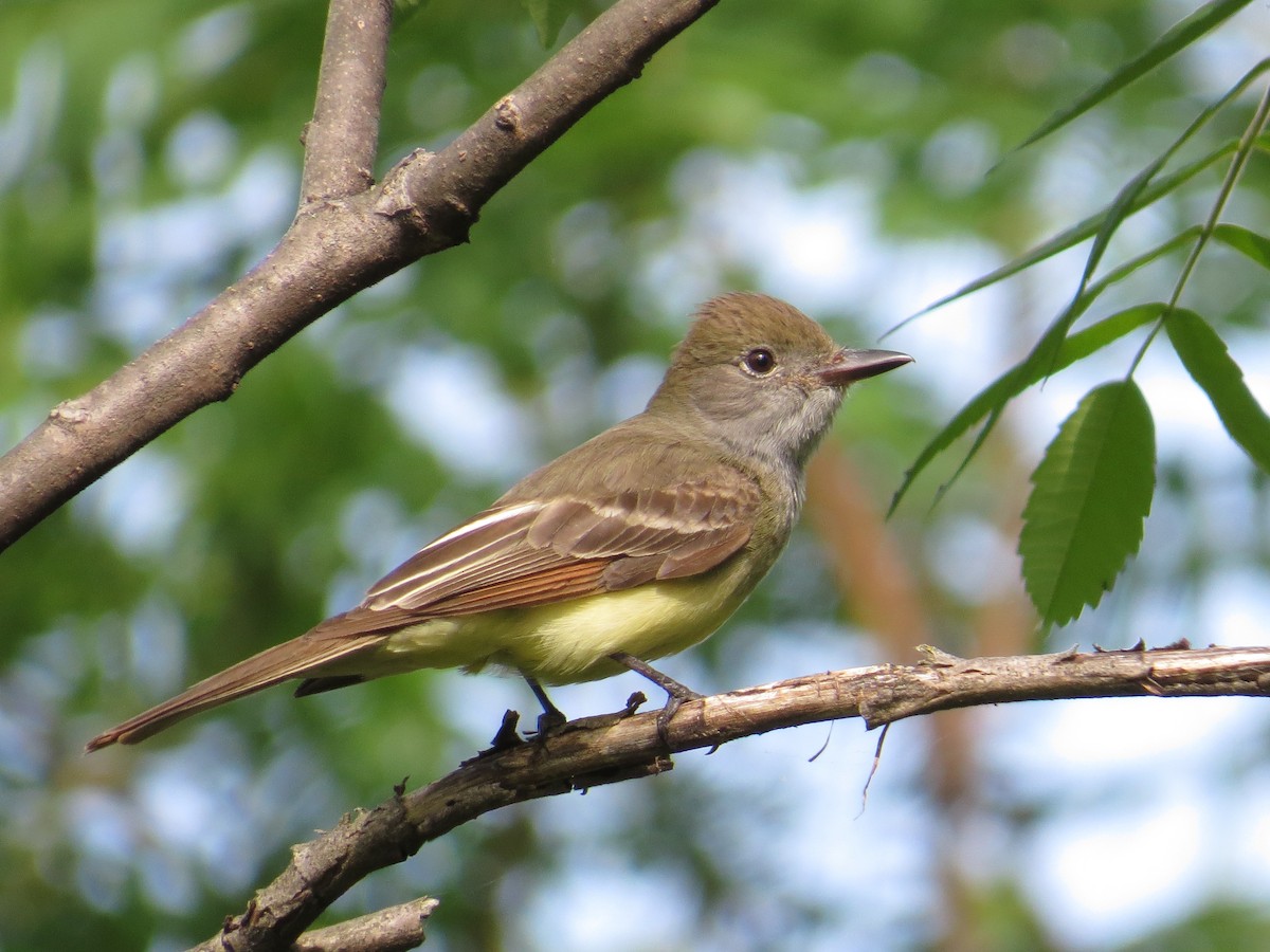 Great Crested Flycatcher - ML620815035