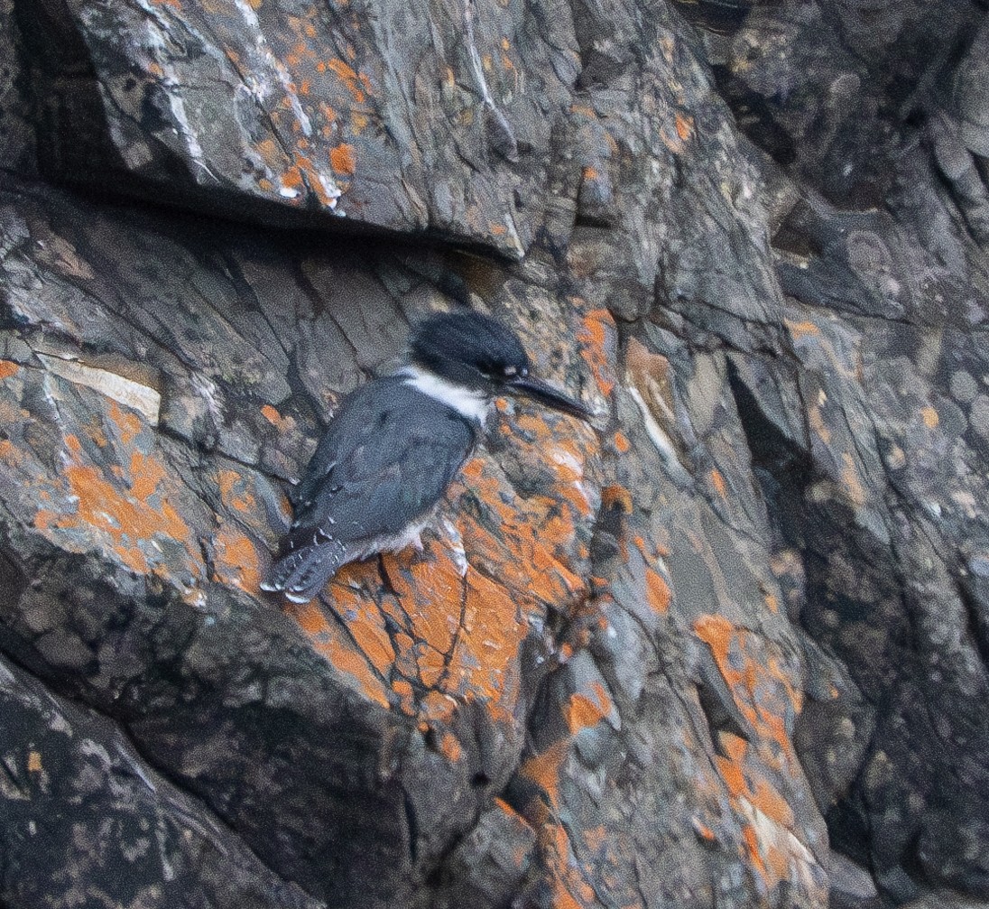 Belted Kingfisher - ML620815069