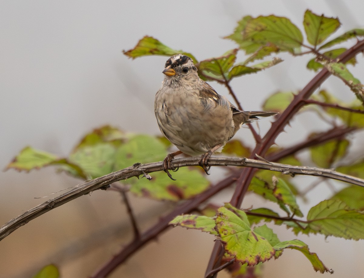 White-crowned Sparrow - ML620815083