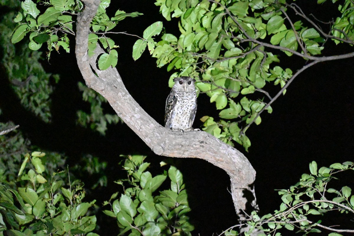 Spot-bellied Eagle-Owl - ML620815085