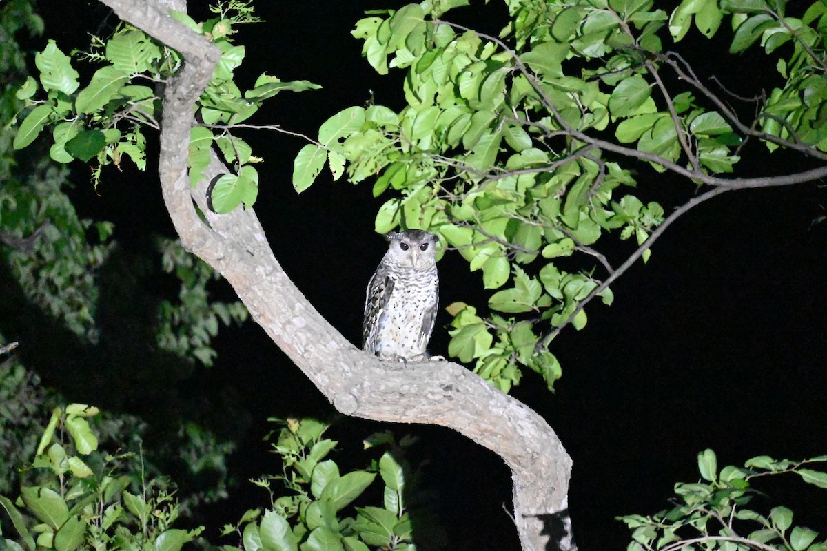 Spot-bellied Eagle-Owl - ML620815086