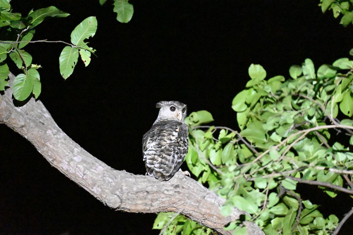 Spot-bellied Eagle-Owl - ML620815095