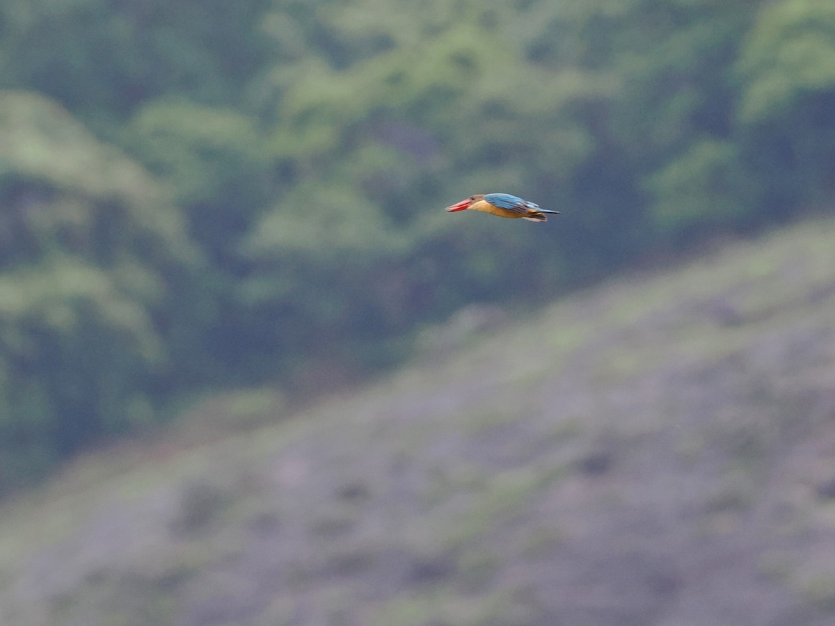 Stork-billed Kingfisher - ML620815097