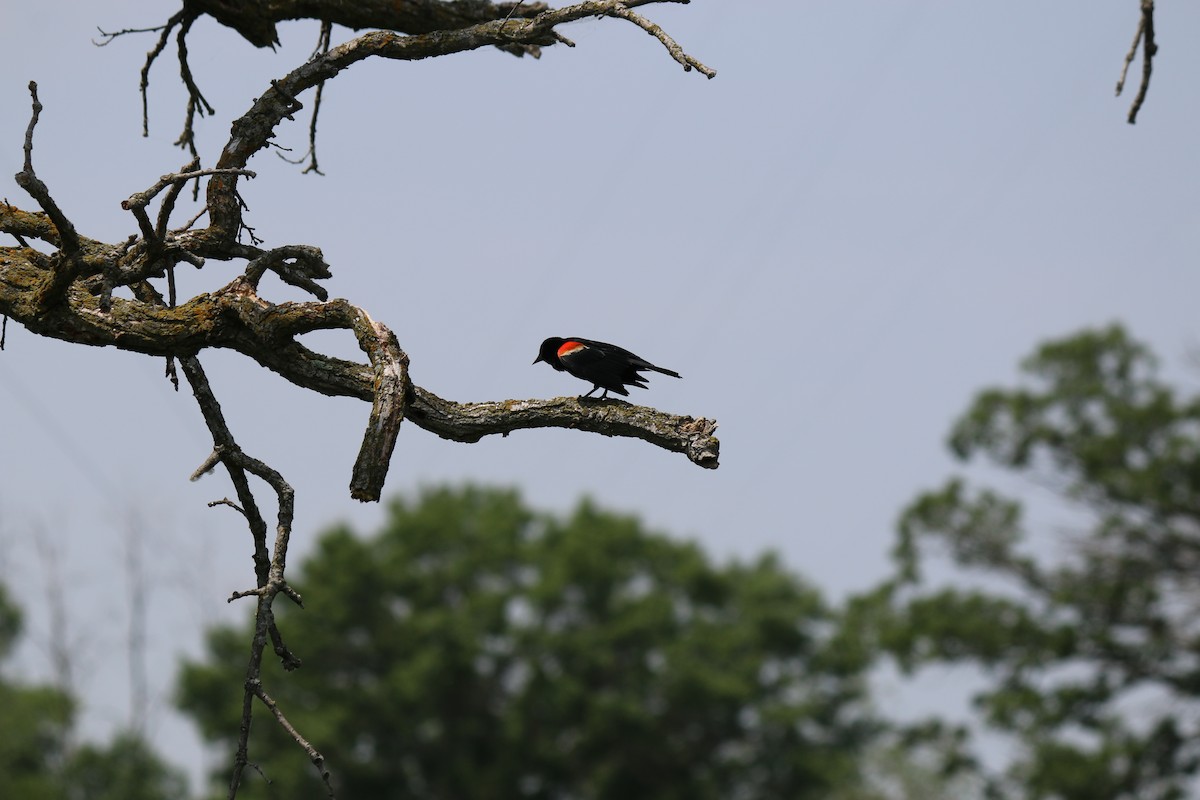 Red-winged Blackbird - ML620815102