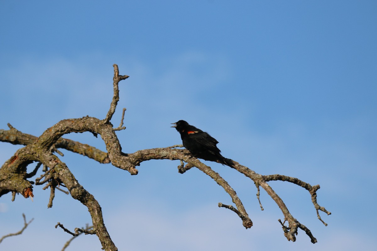 Red-winged Blackbird - ML620815103