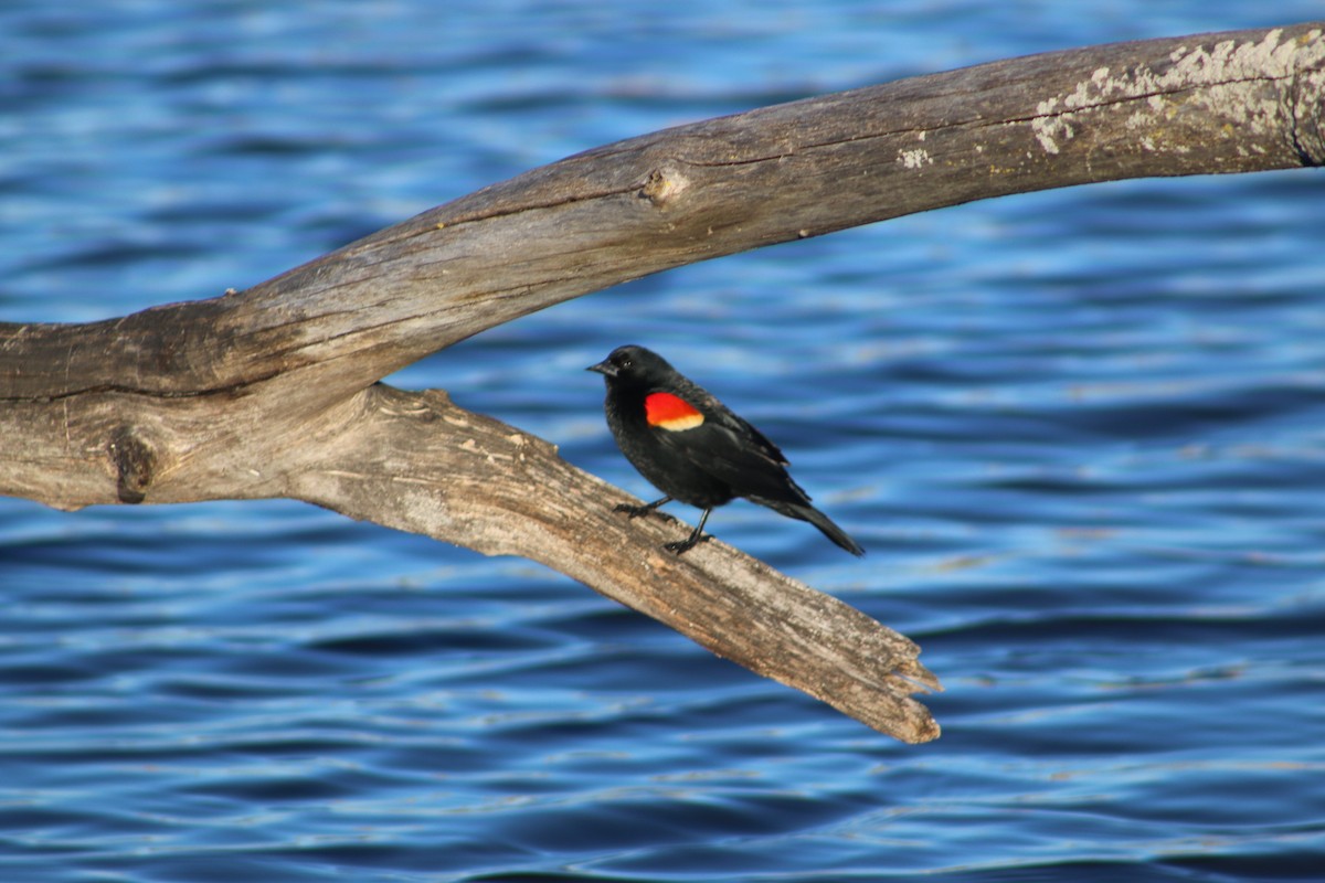 Red-winged Blackbird - Aidan Kingsbury
