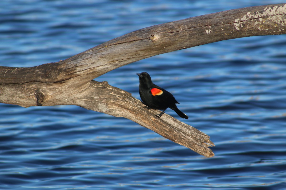 Red-winged Blackbird - ML620815106