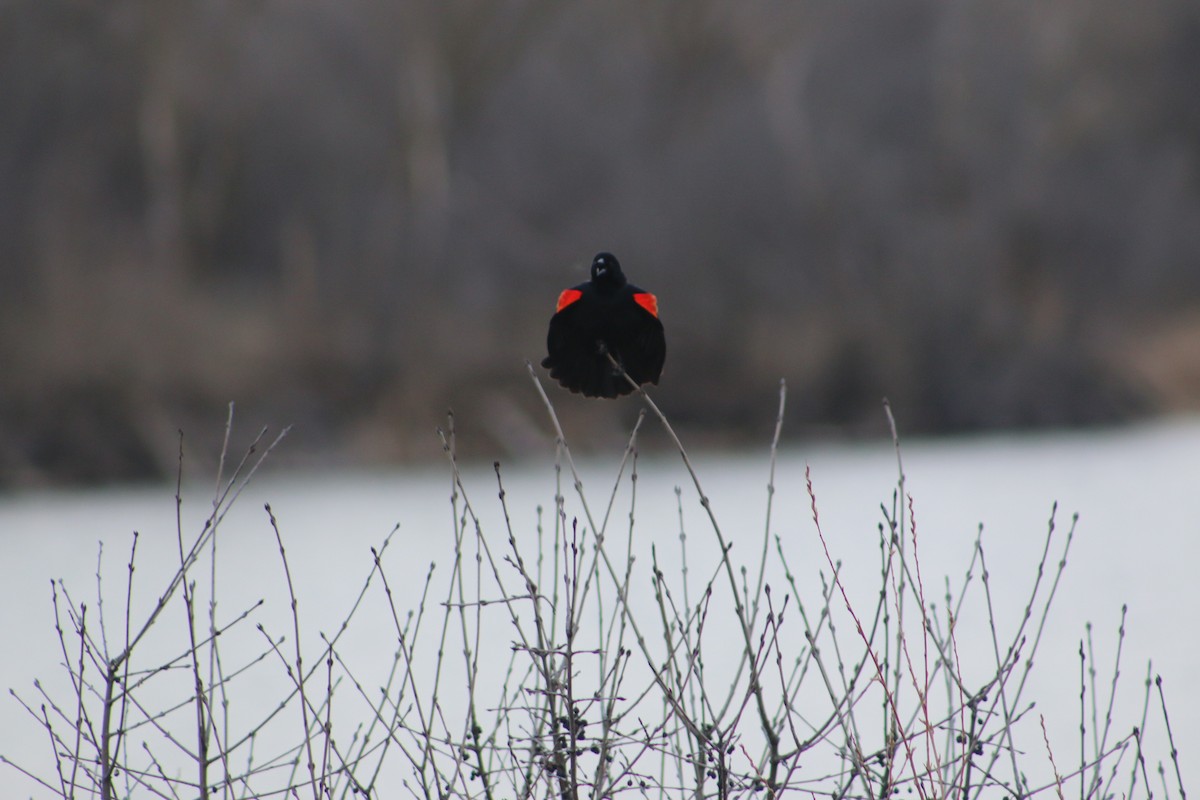 Red-winged Blackbird - ML620815107
