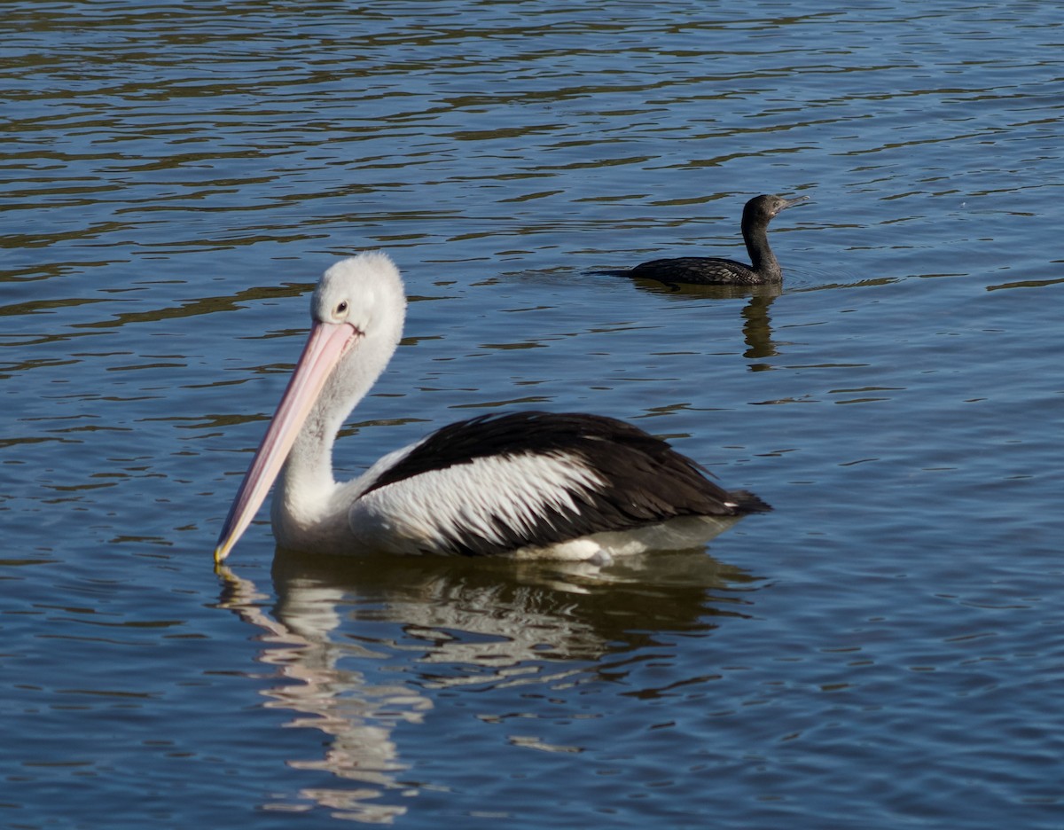pelikán australský - ML620815108