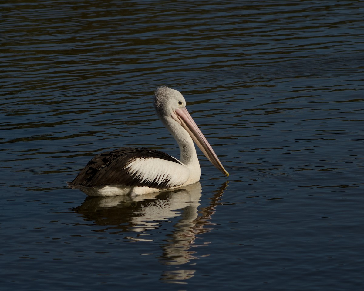 pelikán australský - ML620815111