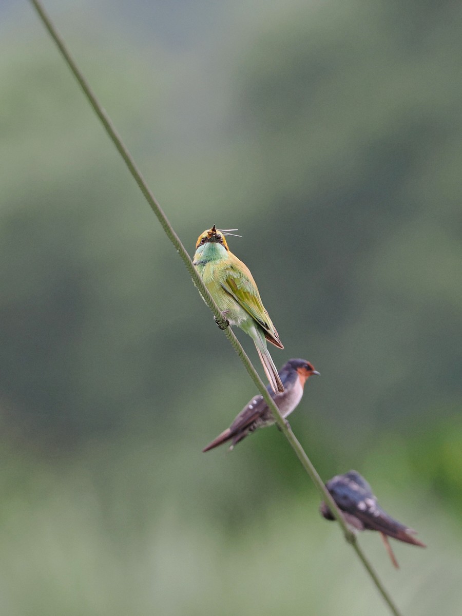 Asian Green Bee-eater - ML620815112
