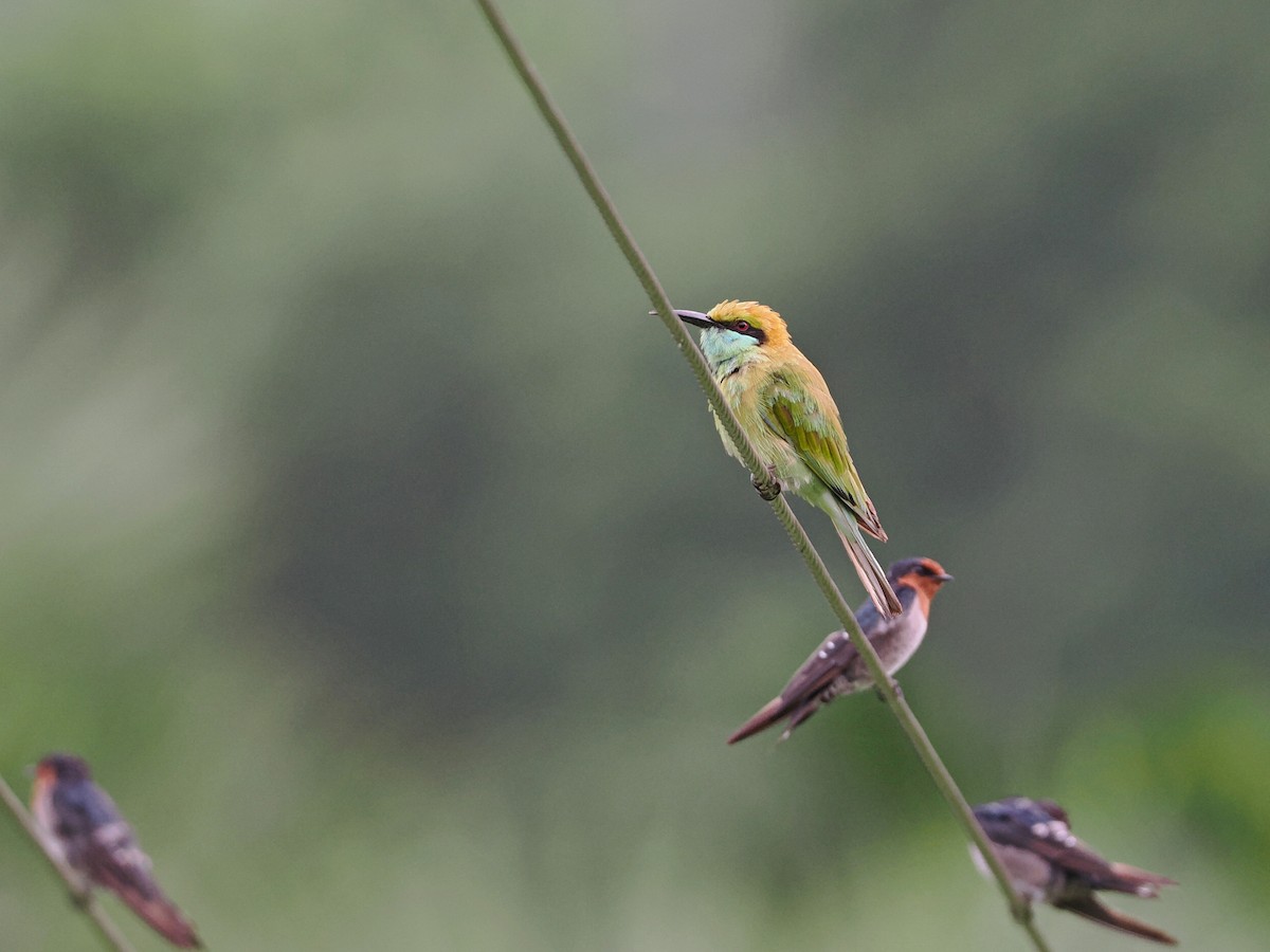 Asian Green Bee-eater - ML620815113