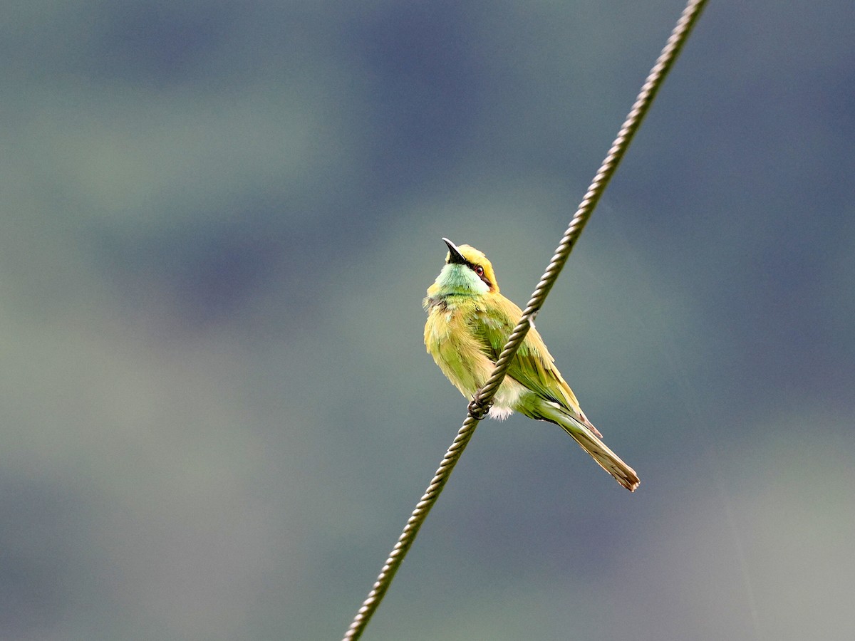 Asian Green Bee-eater - ML620815117