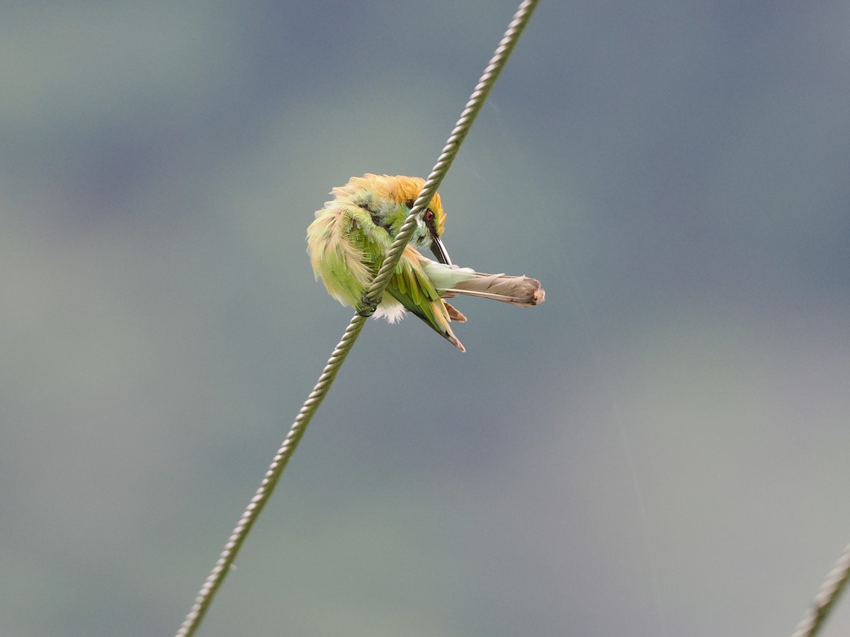 Asian Green Bee-eater - ML620815118