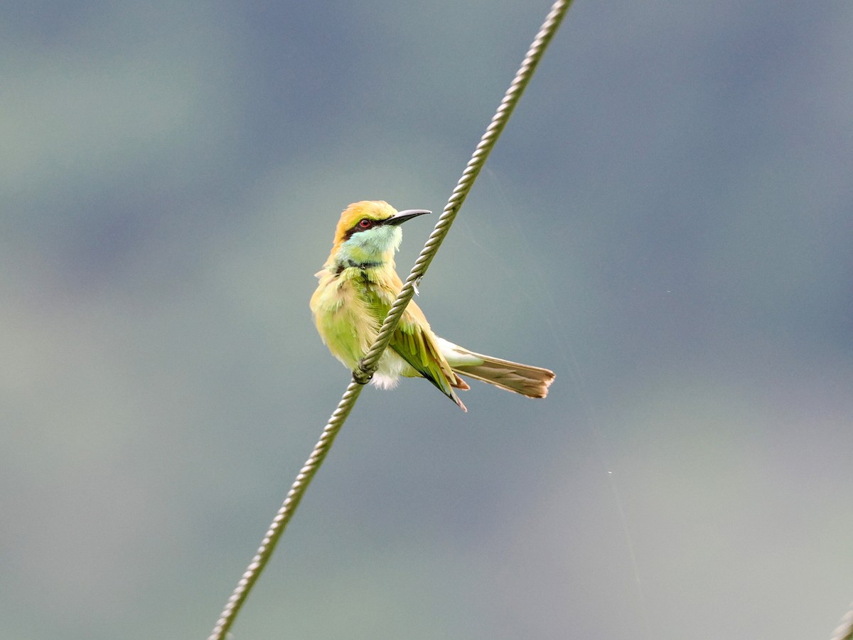 Asian Green Bee-eater - ML620815119