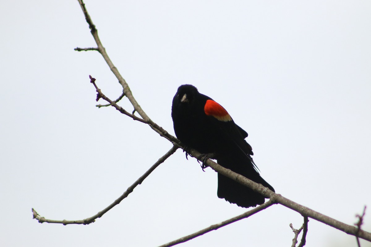 Red-winged Blackbird - ML620815124