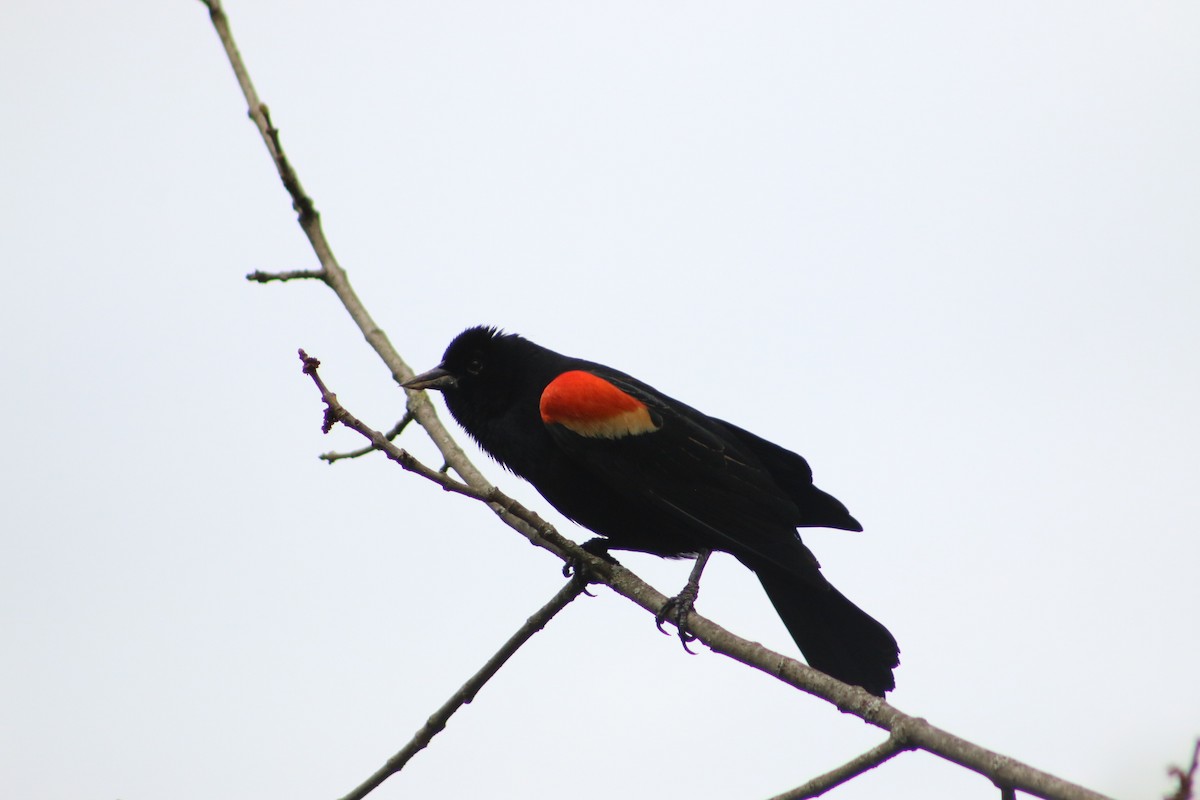 Red-winged Blackbird - ML620815128