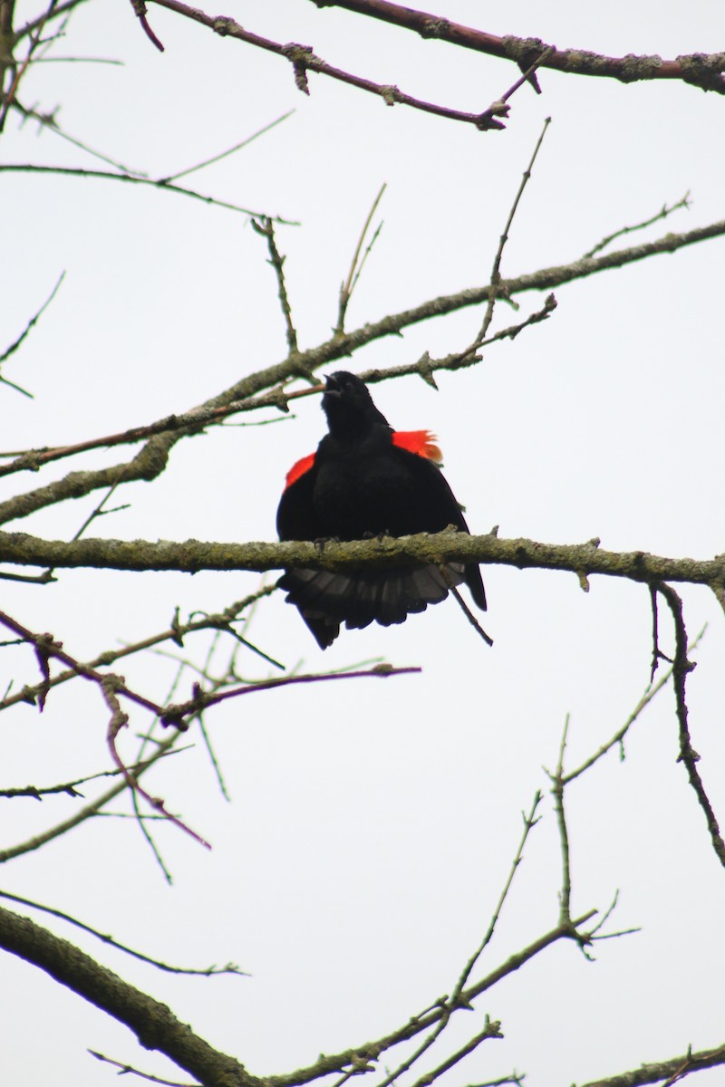 Red-winged Blackbird - ML620815129