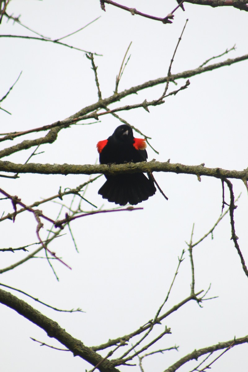 Red-winged Blackbird - ML620815130