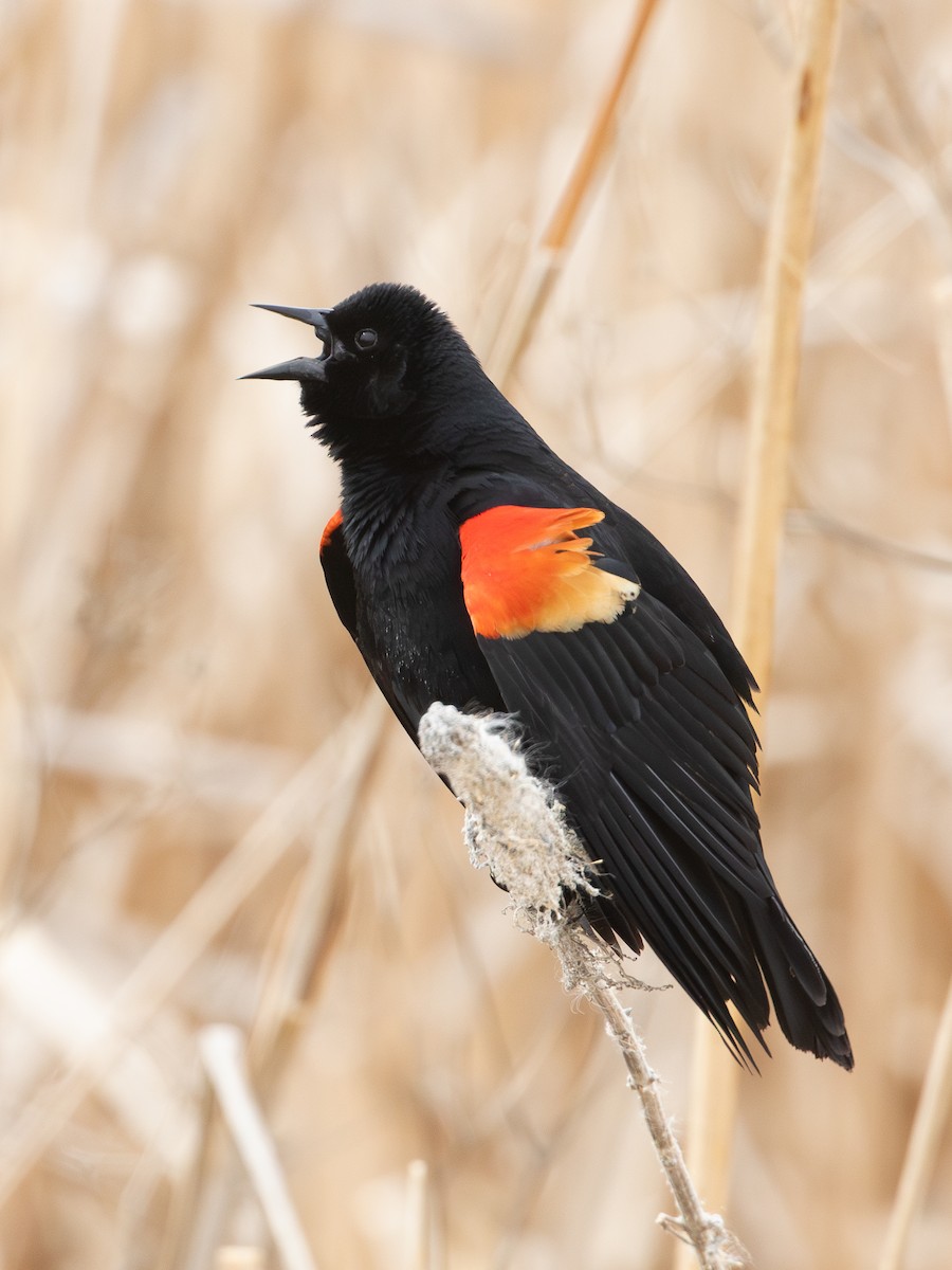 Red-winged Blackbird (Red-winged) - ML620815133