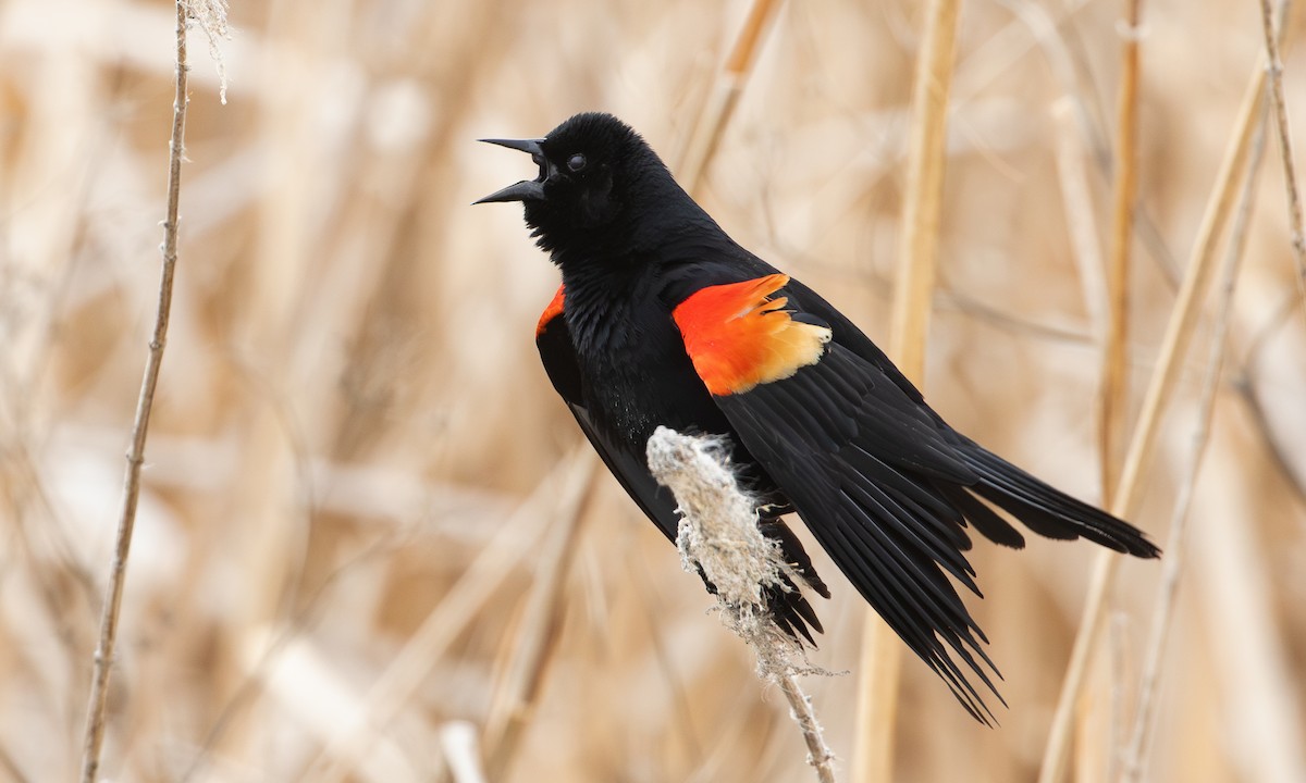 Red-winged Blackbird (Red-winged) - ML620815134