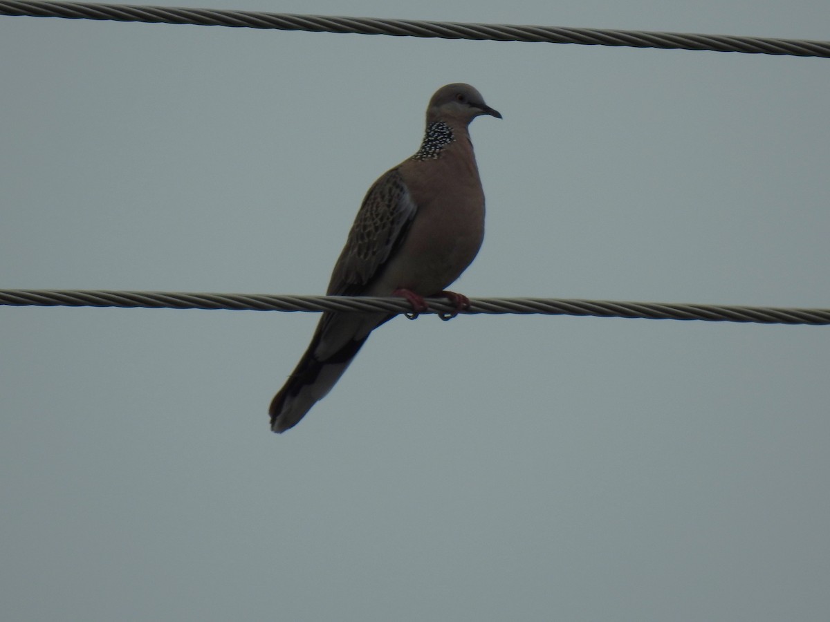 Spotted Dove - ML620815202