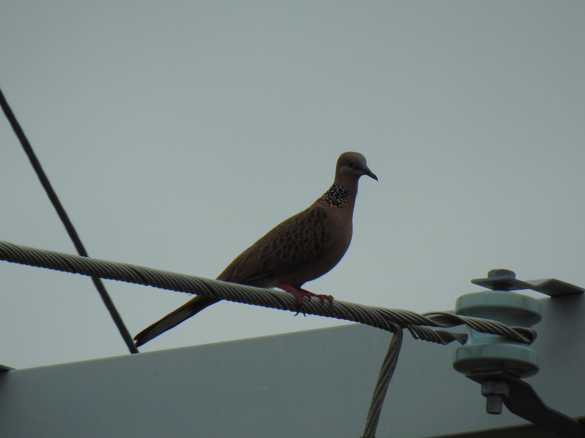Spotted Dove - ML620815207