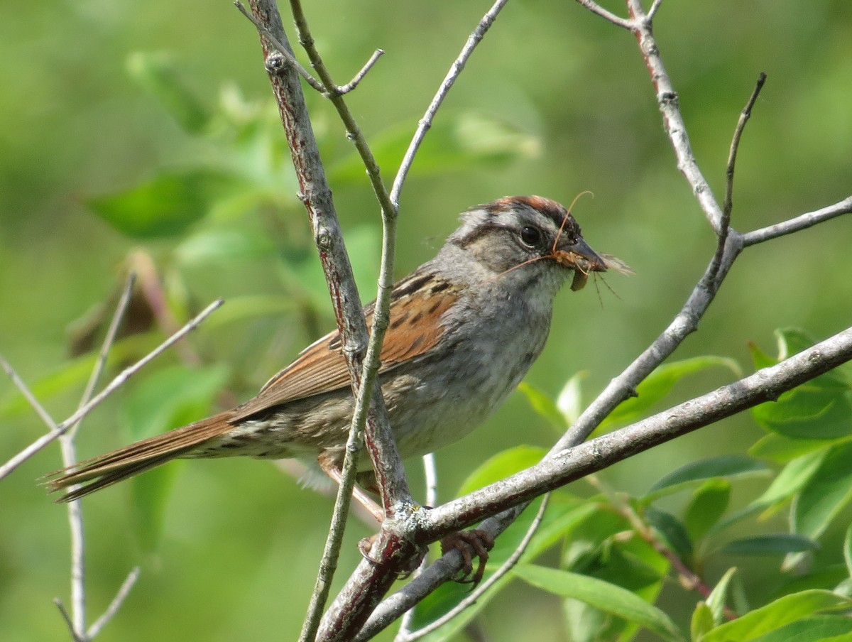 Swamp Sparrow - Tom Rohrer
