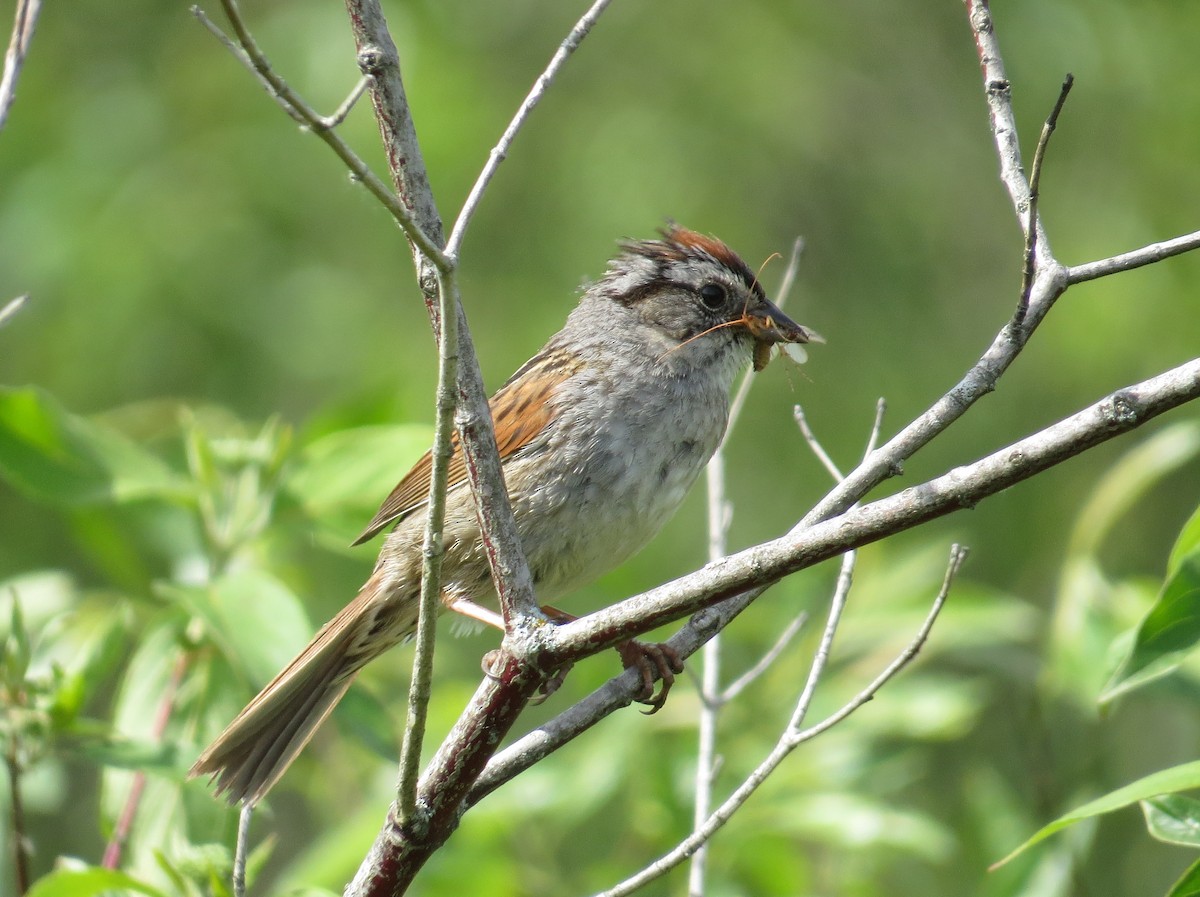 Swamp Sparrow - ML620815209