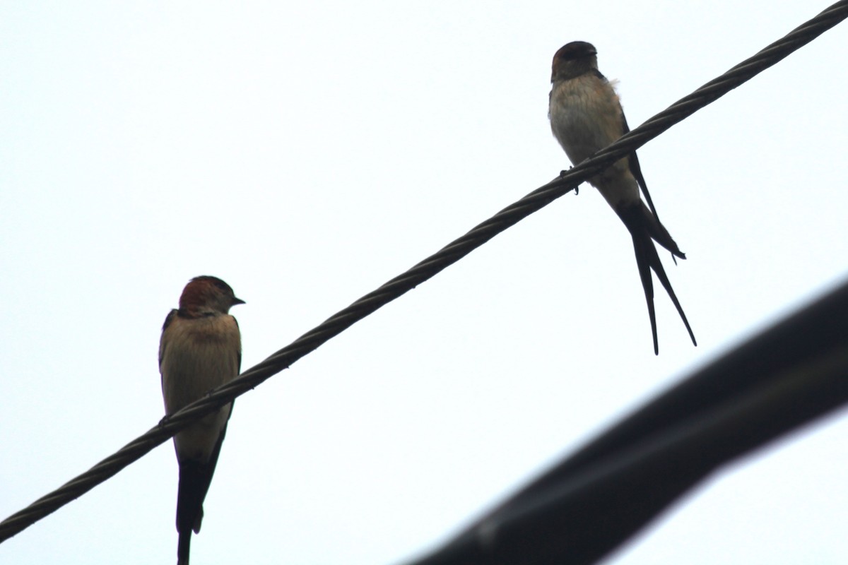 Red-rumped Swallow - ML620815221