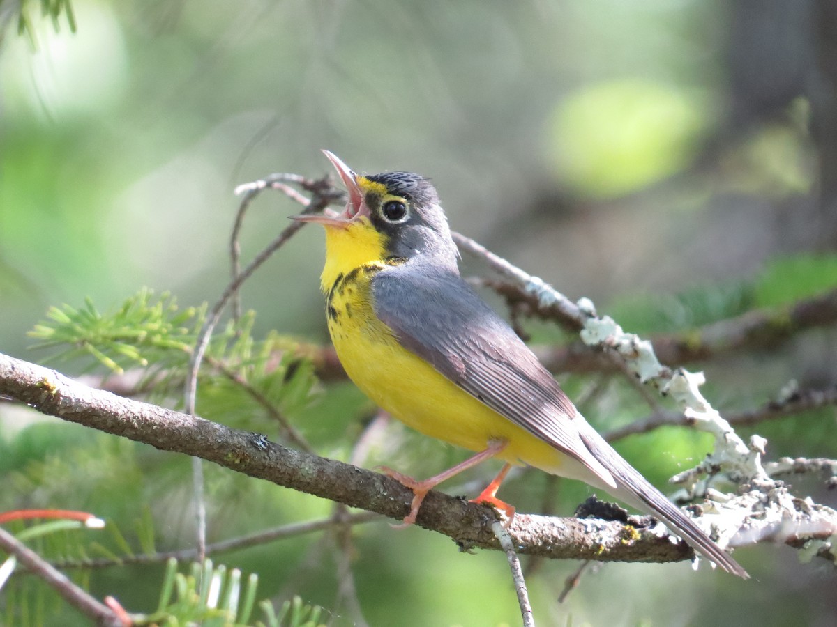 Canada Warbler - ML620815230