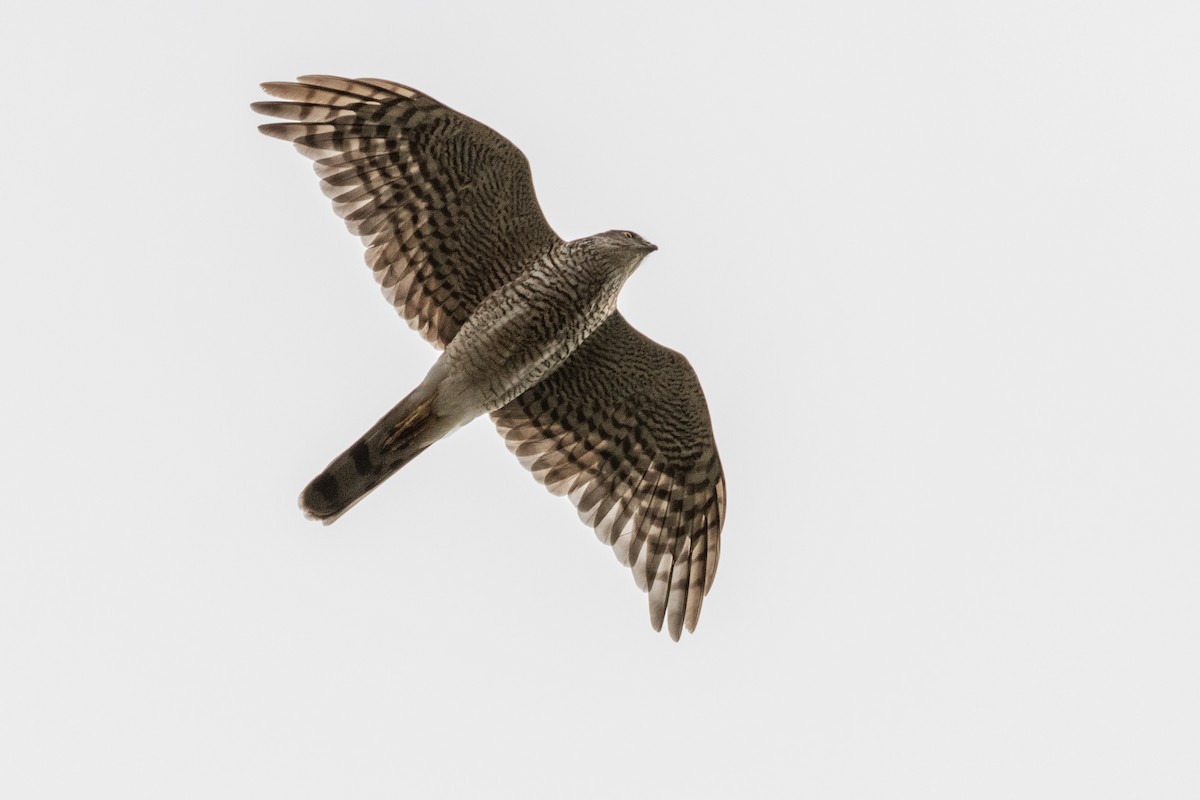 Eurasian Sparrowhawk - ML620815236