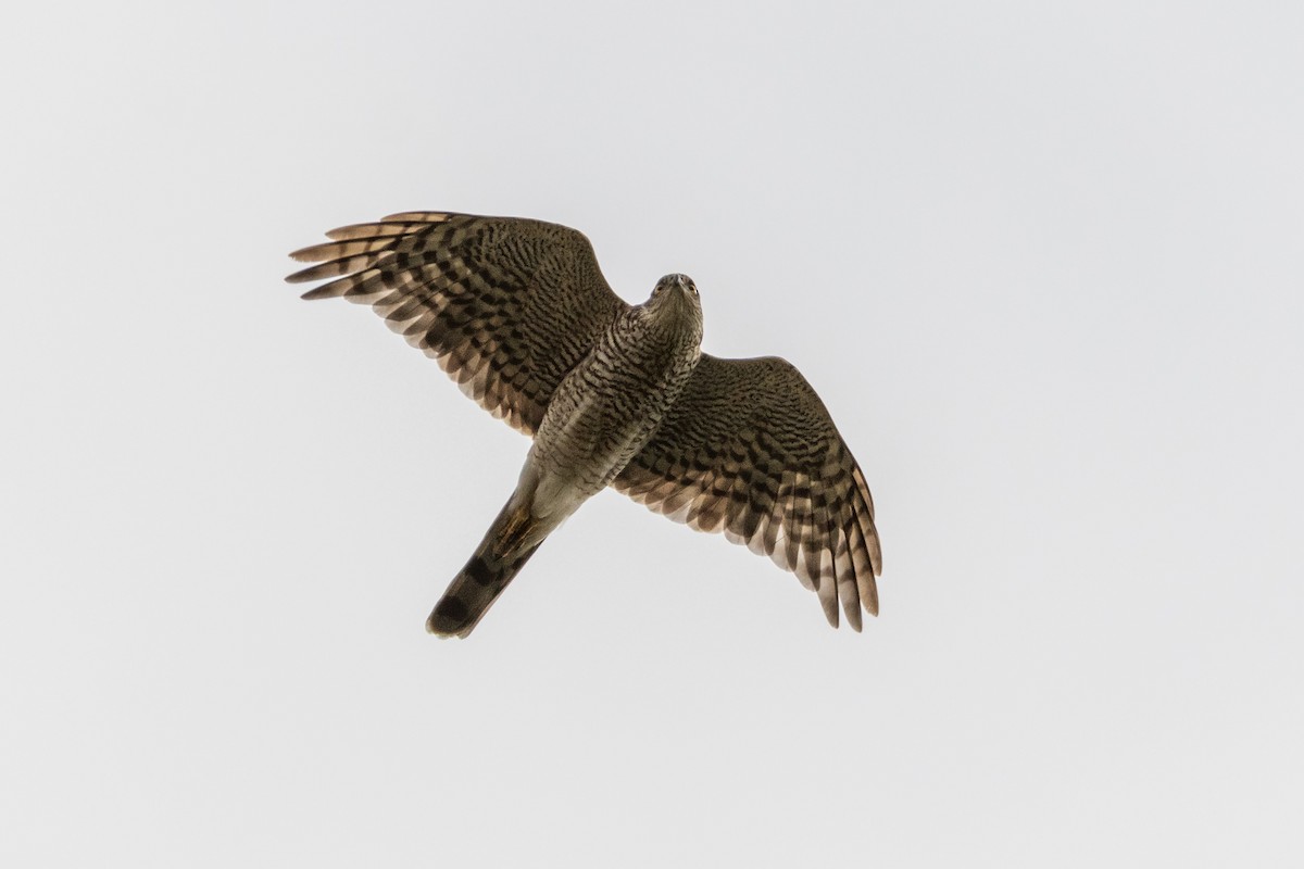 Eurasian Sparrowhawk - ML620815237