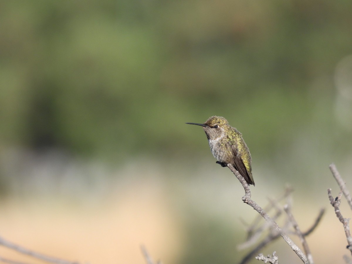 Anna's Hummingbird - ML620815244