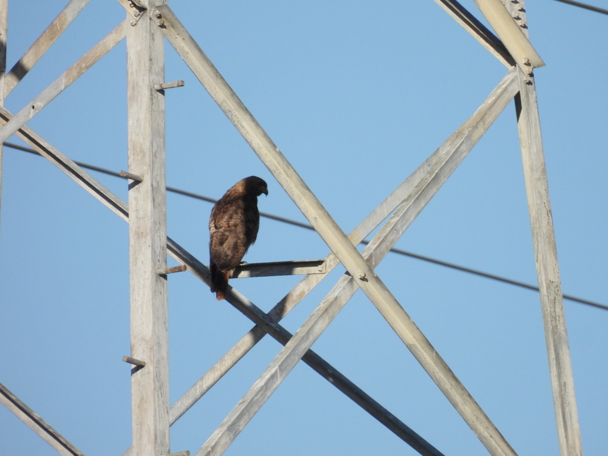 Red-tailed Hawk - ML620815260
