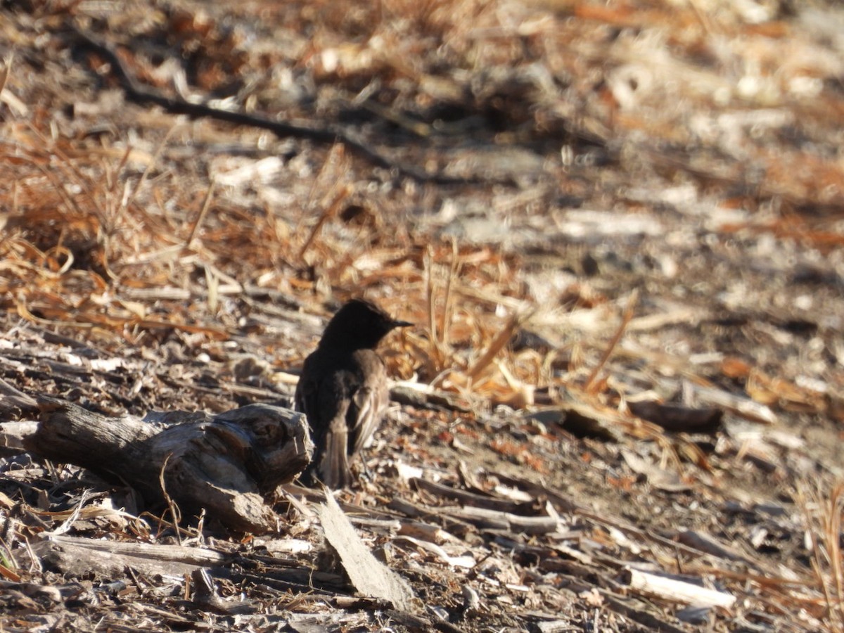 Black Phoebe - ML620815263