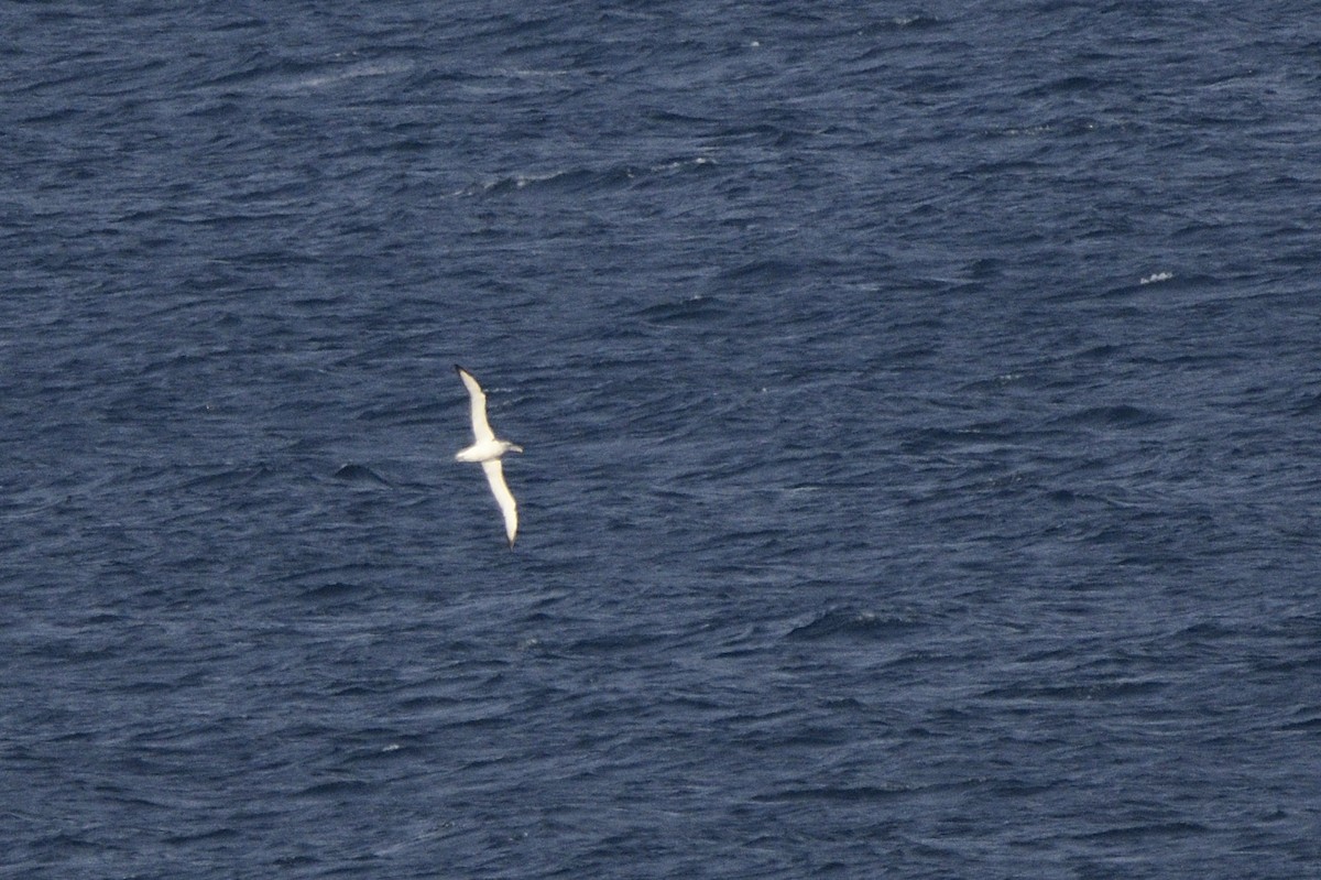 Albatros à cape blanche - ML620815266