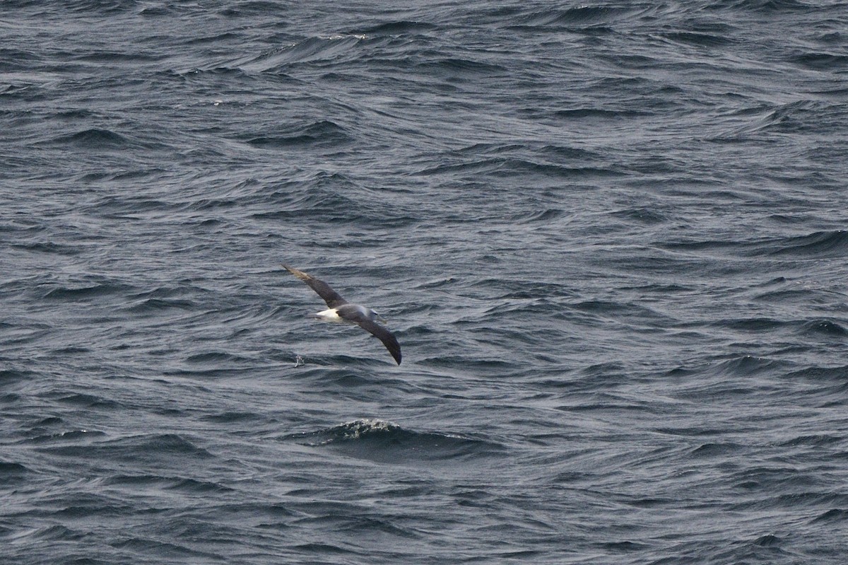 Albatros à cape blanche - ML620815269
