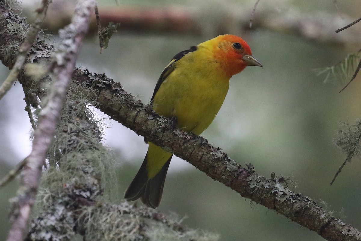 Western Tanager - ML620815278